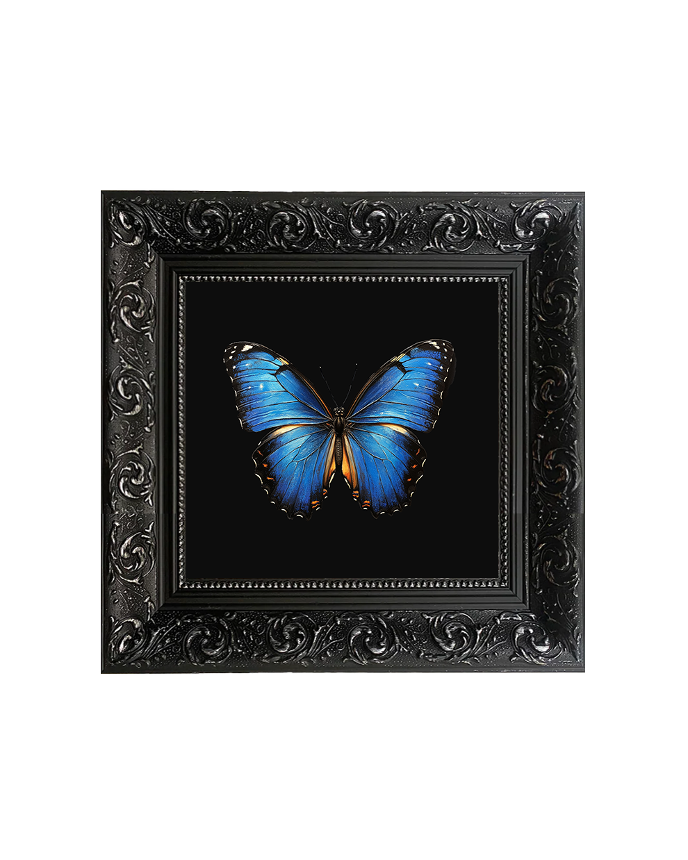 Blue Morpho Butterfly Specimen Wall Art – Natural History Print - Old Town Magick