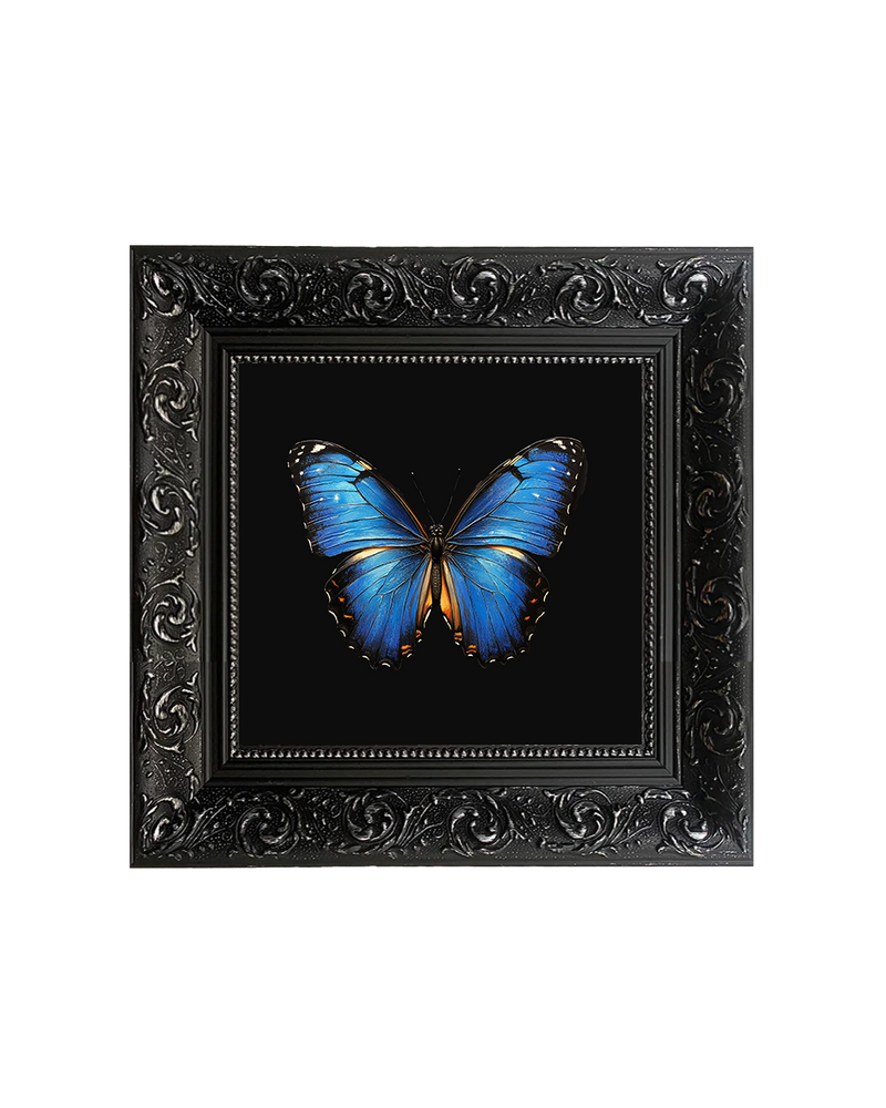 Blue Morpho Butterfly Specimen Wall Art – Natural History Print - Old Town Magick