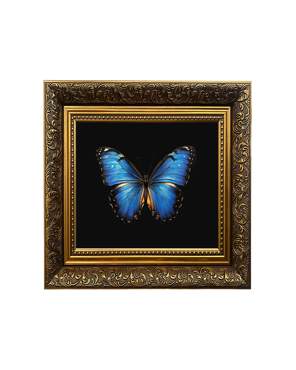 Blue Morpho Butterfly Specimen Wall Art – Natural History Print - Old Town Magick
