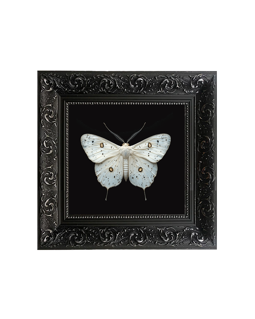 Ghost Moth (Hepialus humuli) Specimen Wall Art – Natural History Print - Old Town Magick
