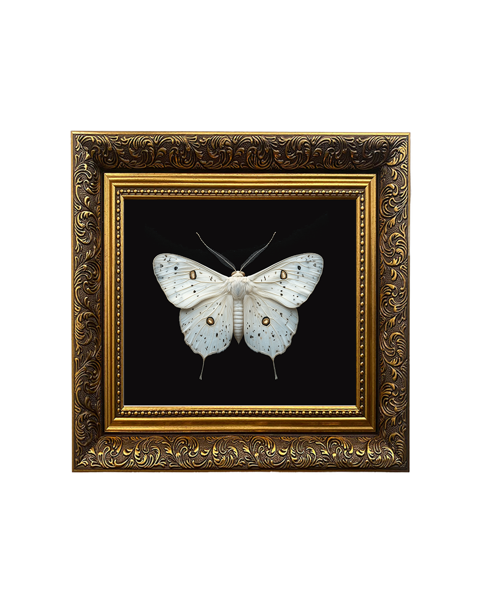 Ghost Moth (Hepialus humuli) Specimen Wall Art – Natural History Print - Old Town Magick