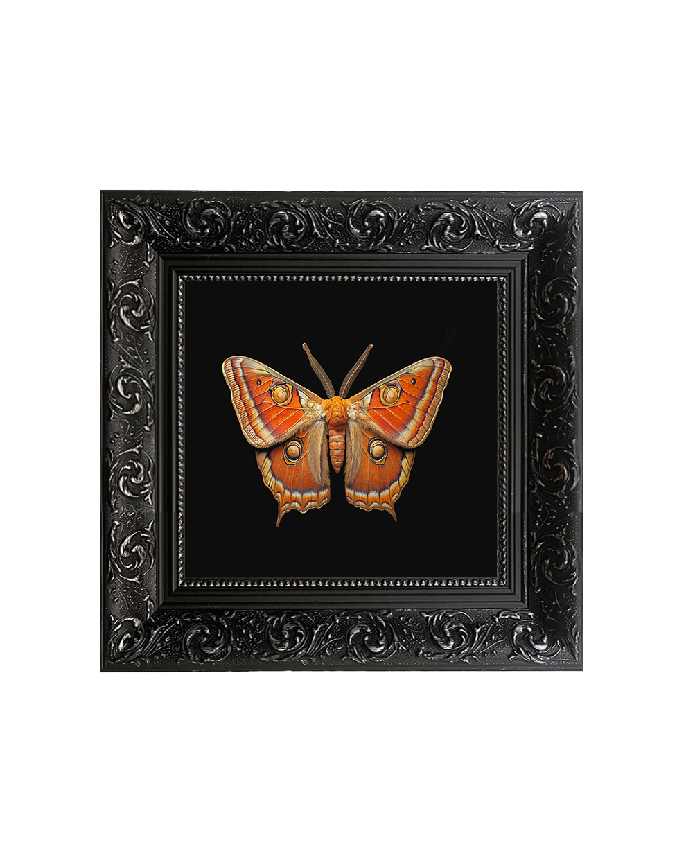 Giant Atlas Moth (Attacus atlas) Specimen Wall Art – Natural History Print - Old Town Magick