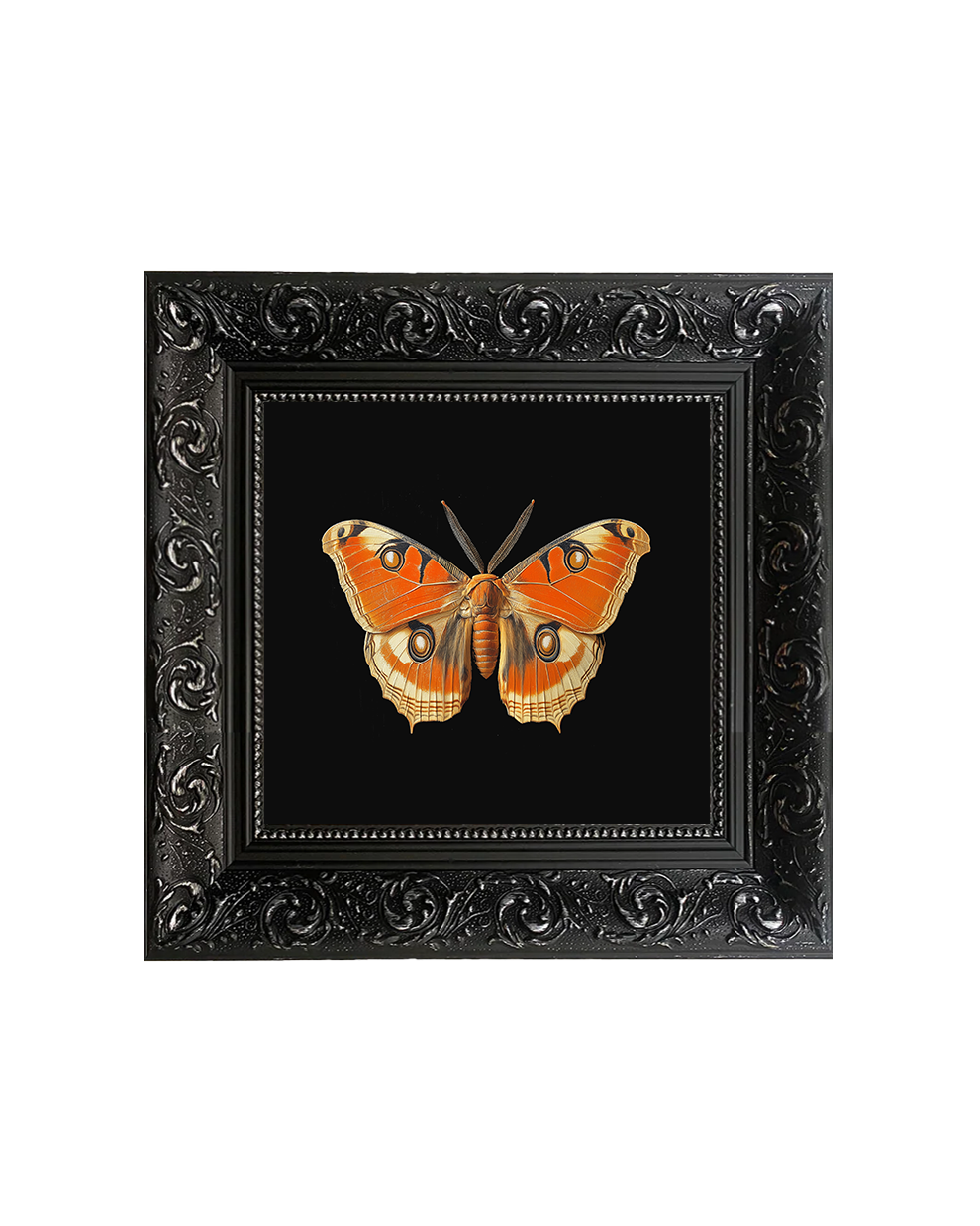 Giant Atlas Moth Specimen II – Natural History Framed Print - Old Town Magick