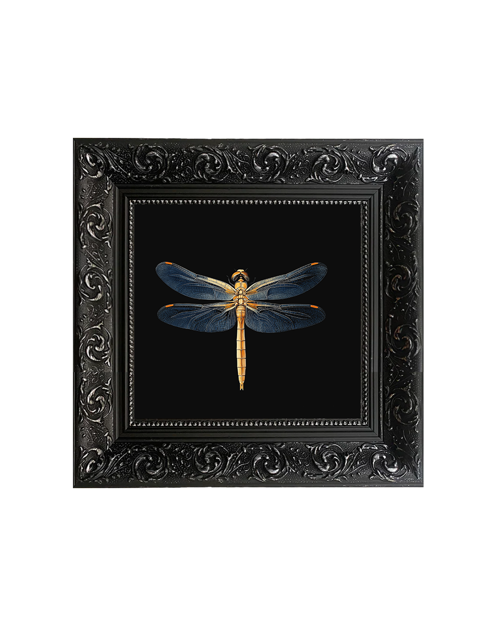 Golden Dragonfly Natural History Wall Art – Entomology Framed Print - Old Town Magick
