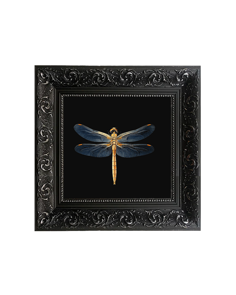 Golden Dragonfly Natural History Wall Art – Entomology Framed Print - Old Town Magick