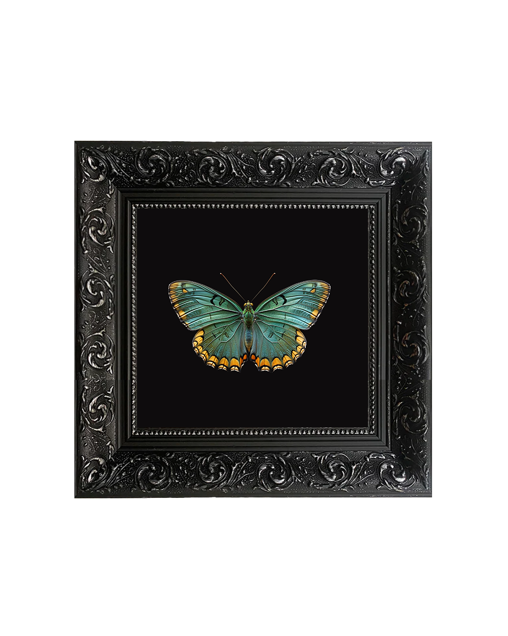 Green Butterfly Specimen Wall Art – Natural History Framed Print - Old Town Magick