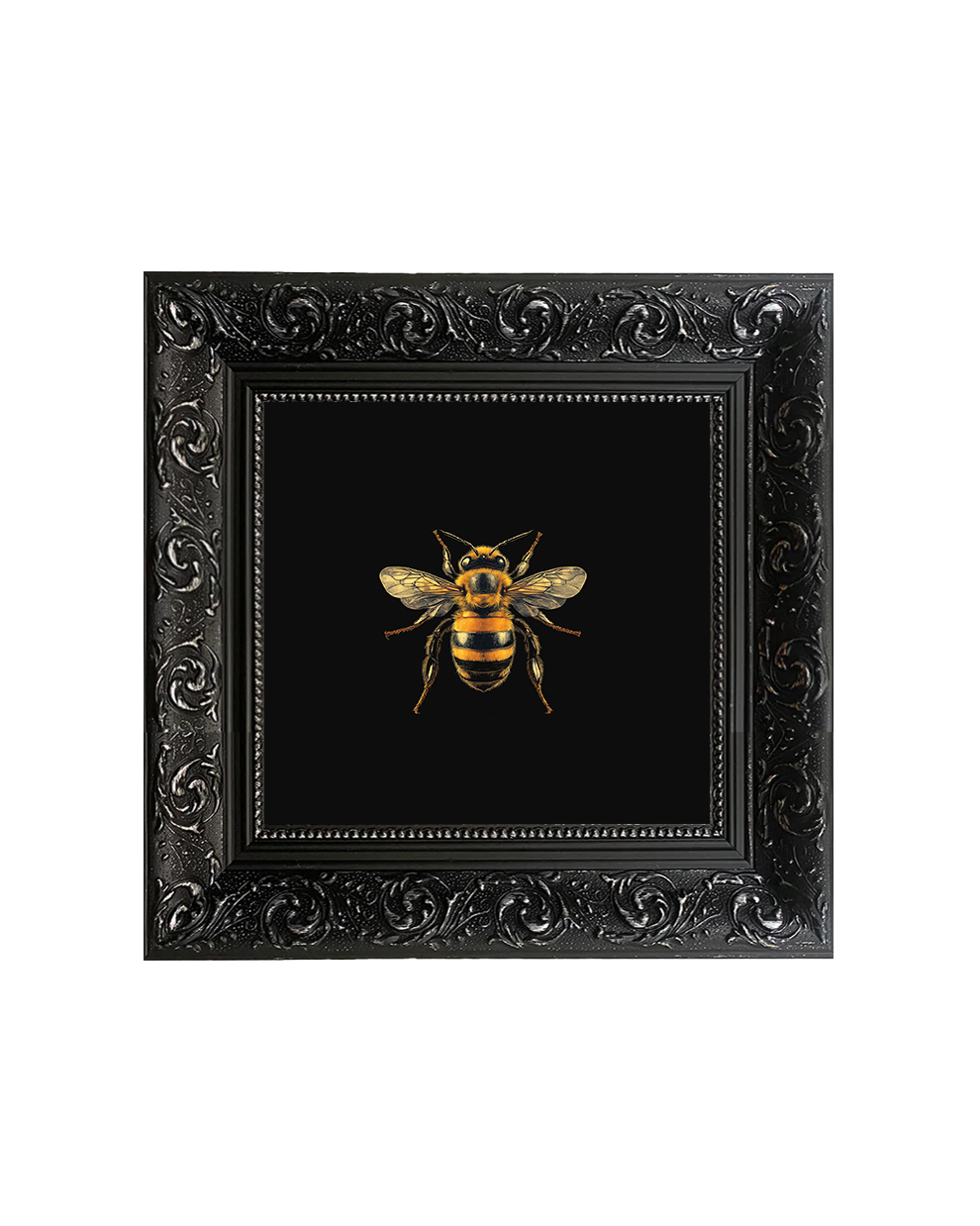 Honey Bee Natural History Specimen Wall Art – Entomology Framed Print - Old Town Magick