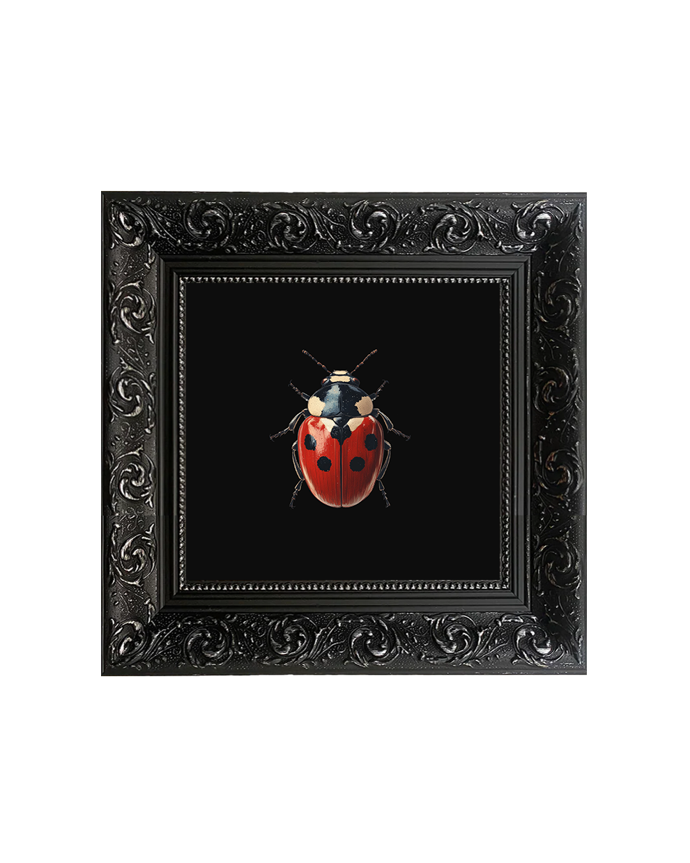Ladybug Natural History Specimen Wall Art – Entomology Framed Print - Old Town Magick