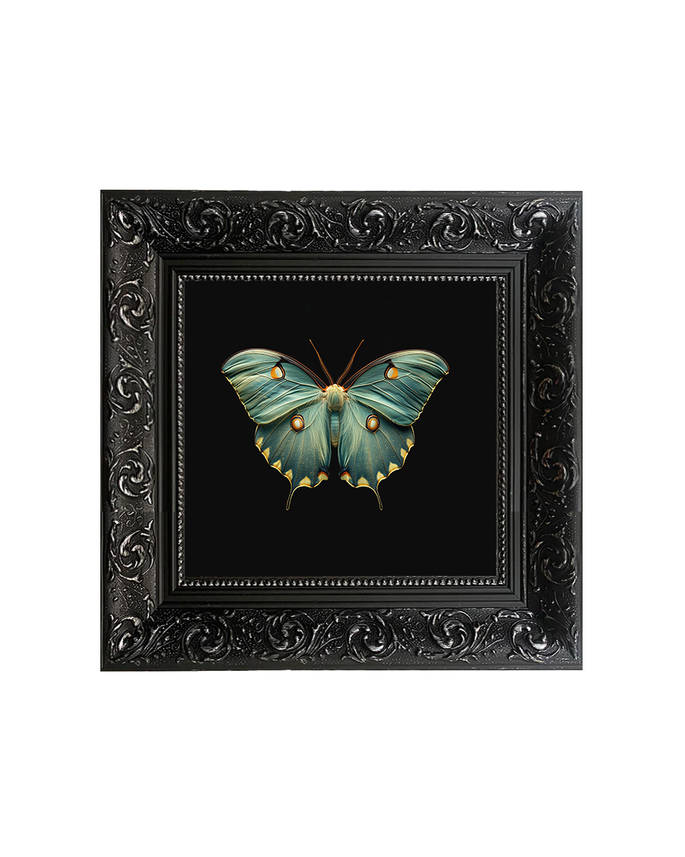 Luna Moth (Actias luna) Specimen Wall Art – Moth Taxidermy Style Print - Old Town Magick