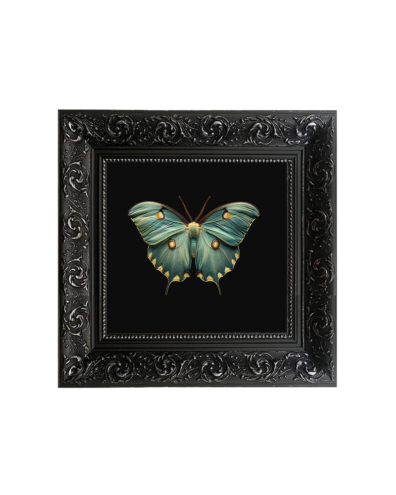 Luna Moth (Actias luna) Specimen Wall Art – Moth Taxidermy Style Print - Old Town Magick