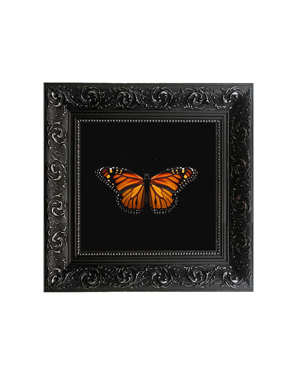 Monarch Butterfly (Danaus plexippus), Framed Square Print (15cm x 15cm) - Old Town Magick