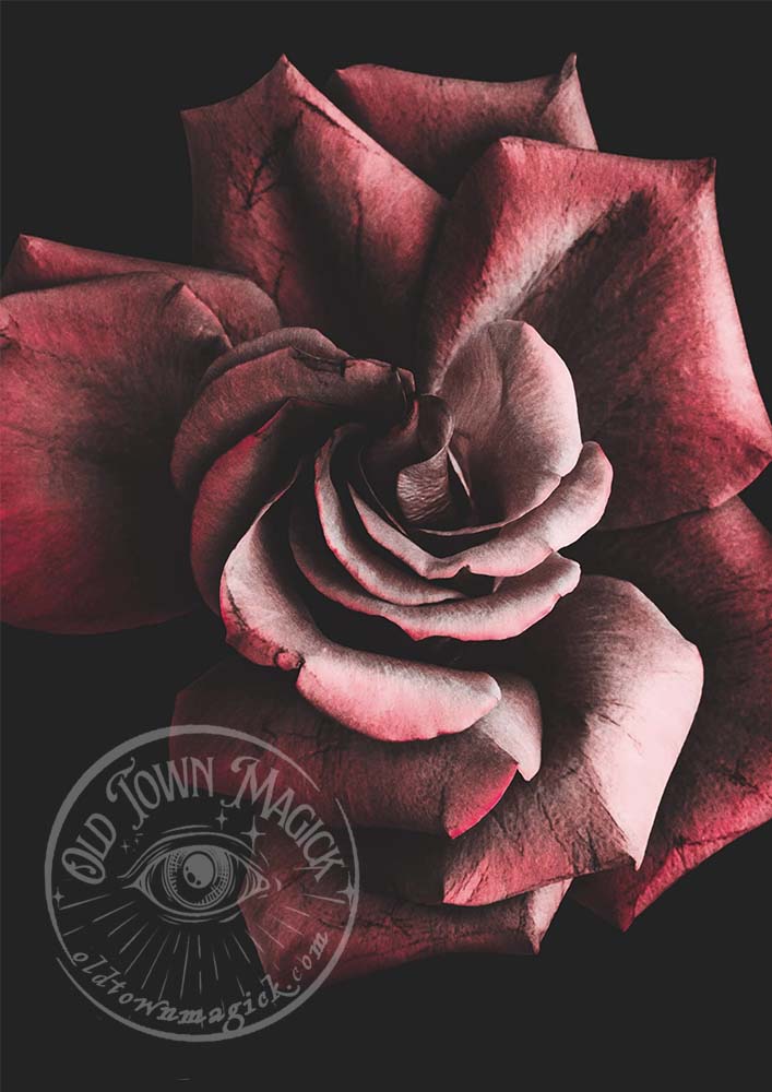 Gothic Rose – Cathedral Symbol Illustration – Dark Academia Wall Art Print