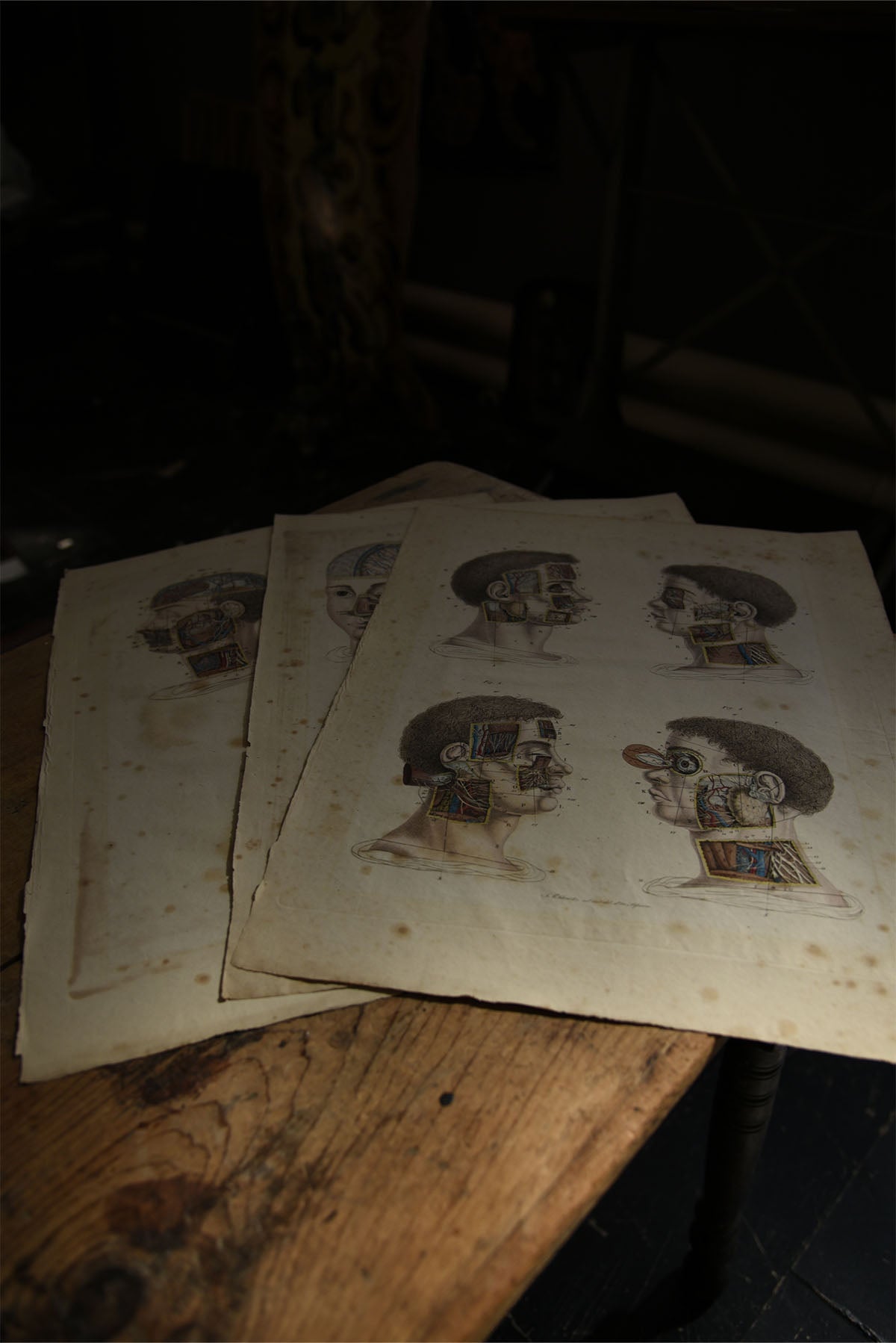 Set of Antique Anatomical Plates – Head & Neck Medical Illustrations - Old Town Magick