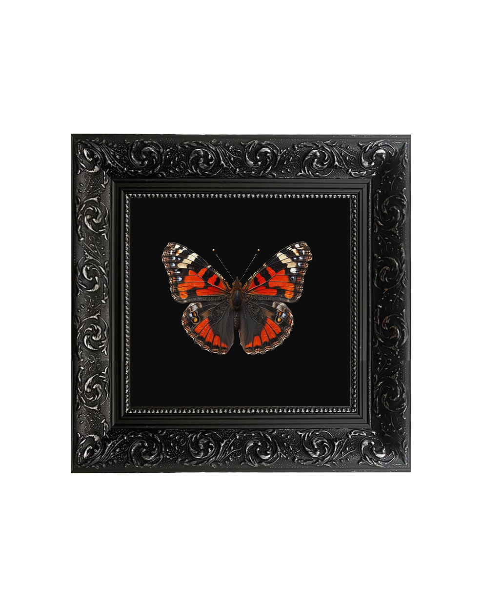 Red Admiral Butterfly, Framed Square Print (15cm x 15cm) - Old Town Magick