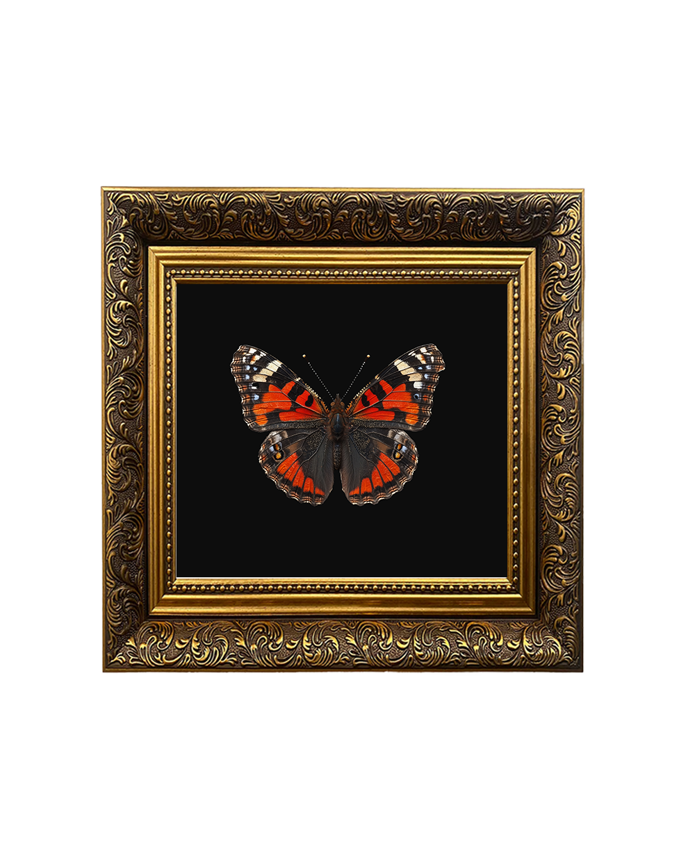 Red Admiral Butterfly, Framed Square Print (15cm x 15cm) - Old Town Magick