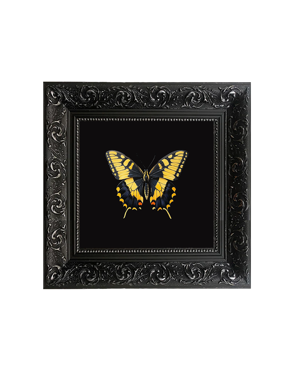 Swallowtail Butterfly Specimen II – Lepidopterology Framed Print - Old Town Magick