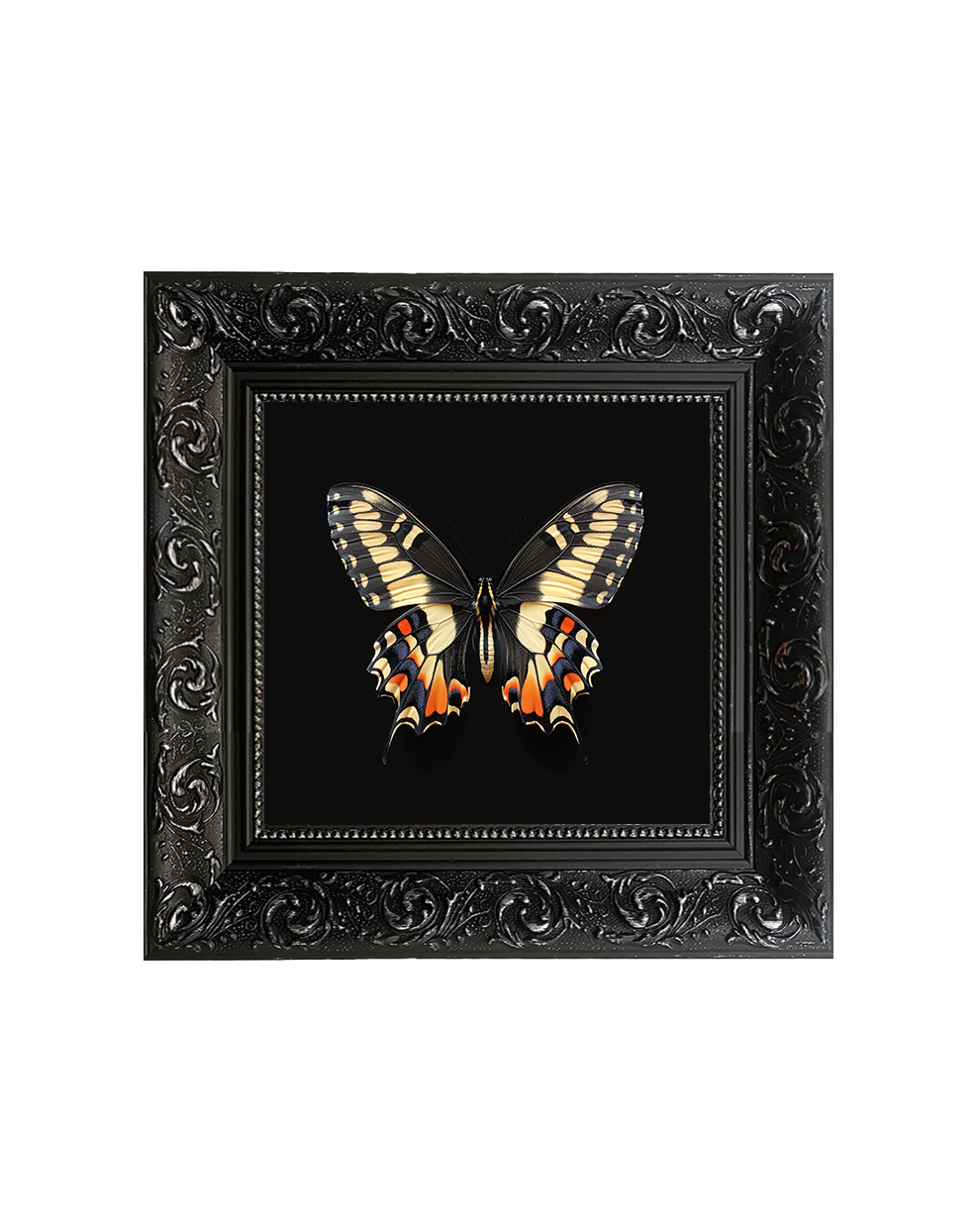 Swallowtail Butterfly Specimen Wall Art – Lepidopterology Framed Print - Old Town Magick