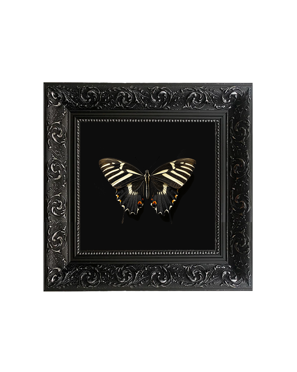 Zebra Longwing Butterfly Specimen Wall Art – Lepidopterology Print - Old Town Magick